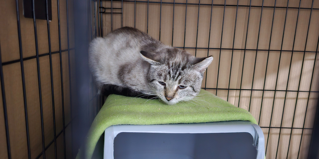 — Мам, а почему меня везут туда, где холодно? Я же хороший…