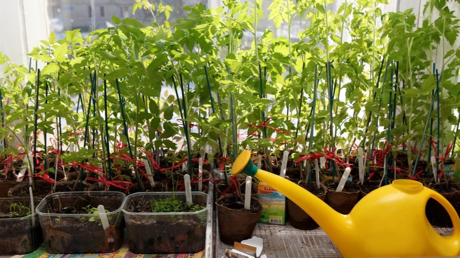 Считаю дни между поливом рассады в торфе. Хватает 9 суток