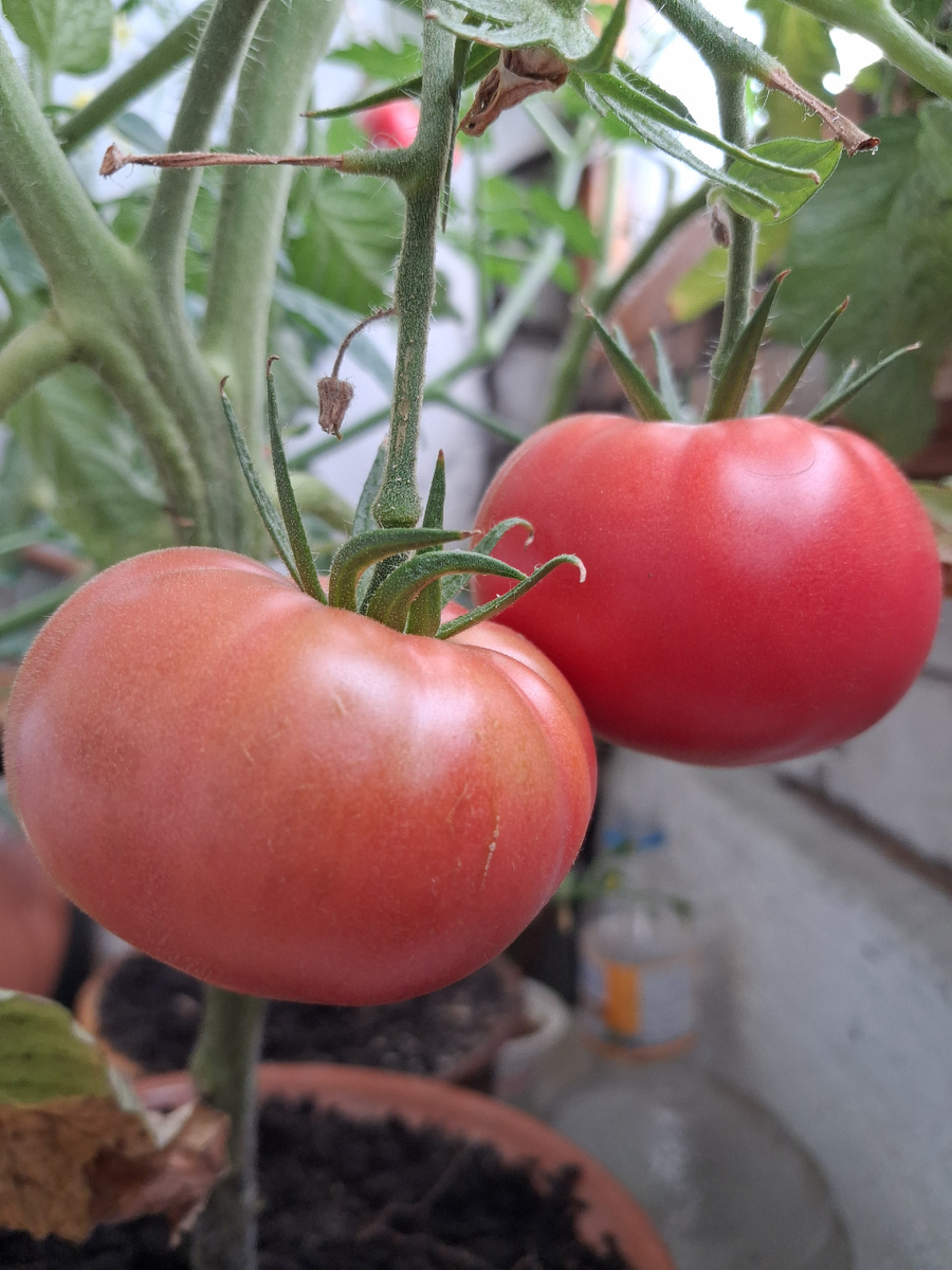 Мой урожай. Фото автора.