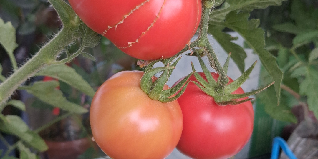 Бегу, бегу, не отстаю! Несколько штрихов из опыта садовода городской высотки.