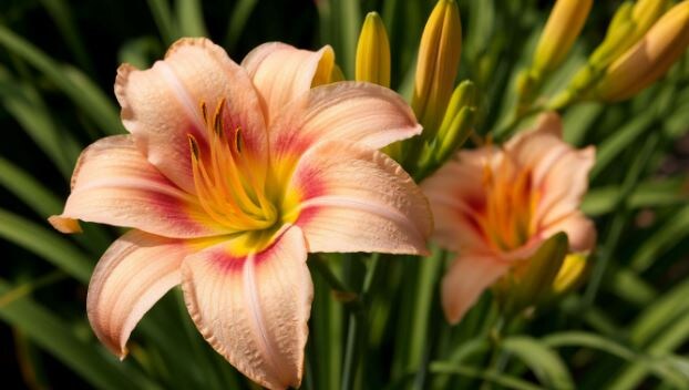 Лилейник: цветок для ленивых или просто умных садоводов?