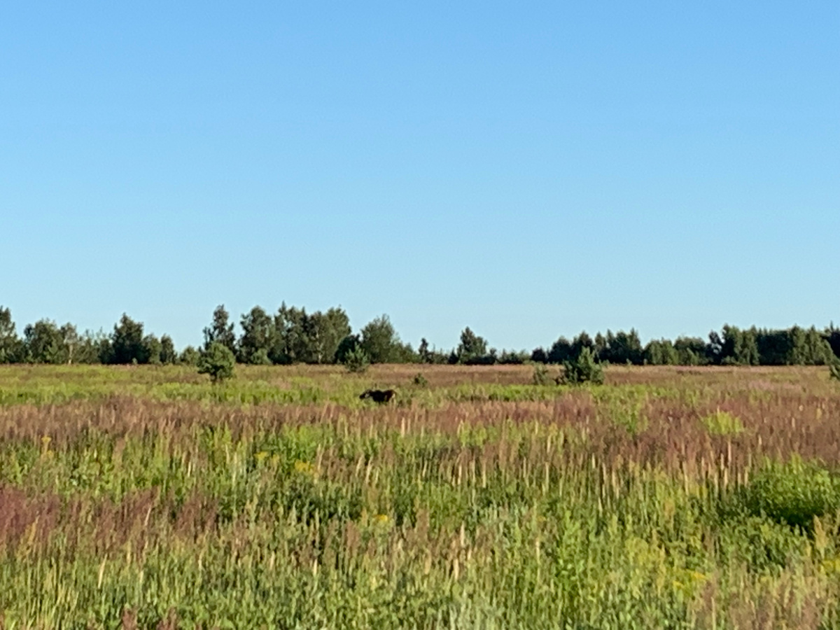 улалось лося увидеть