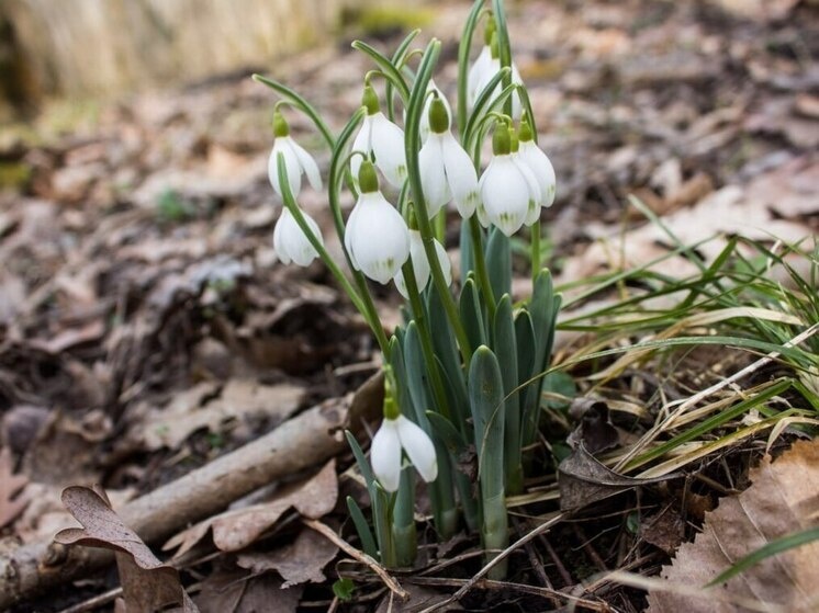     В Великом Новгороде сегодня без осадков. Фото: Архив МК в Великом Новгороде