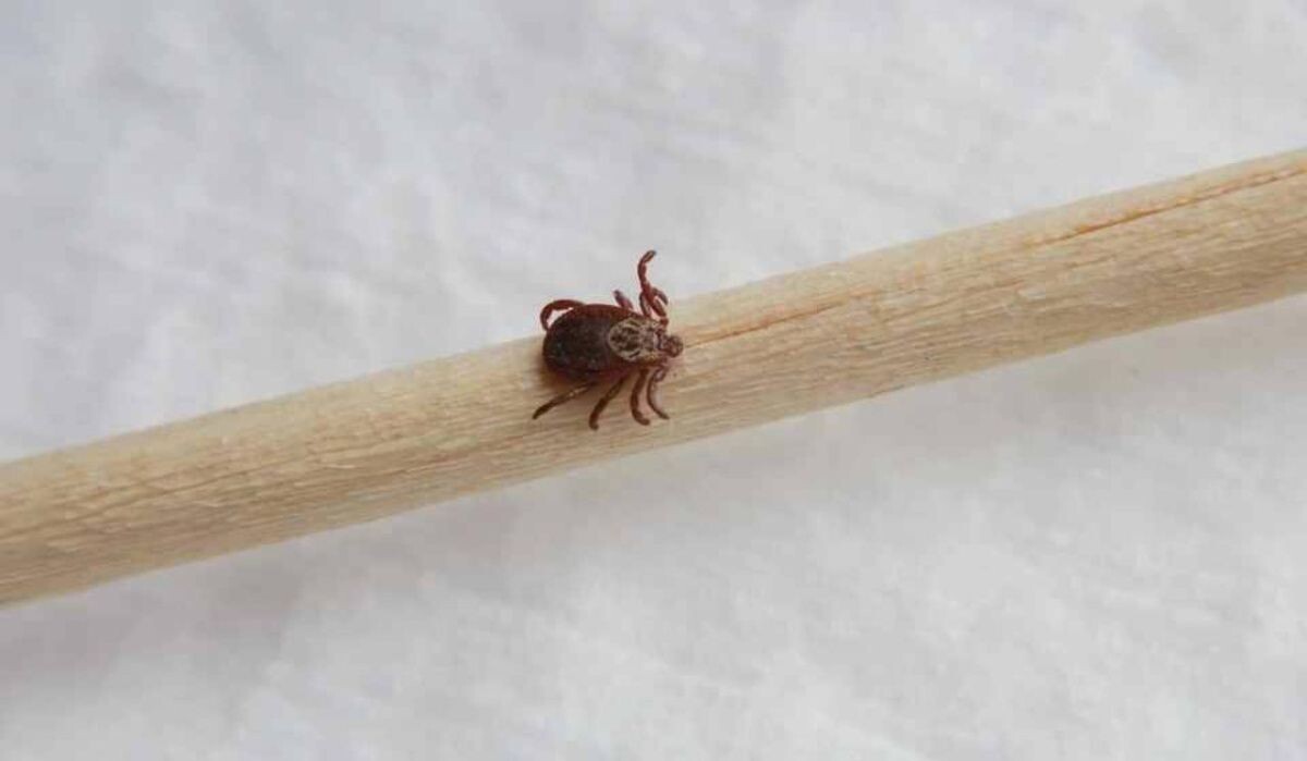     Клещ. Источник: nsk.kp.ru Автор фото: Мария Ленц