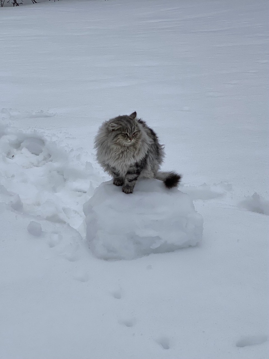 Мотя на последнем (надеюсь) снегу этой весной.