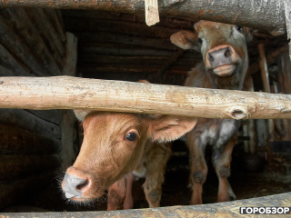 В деревне Башкирии введен карантин по бешенству