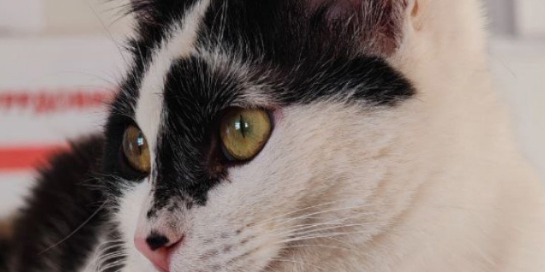 Это кот Егор или кот Ликёр