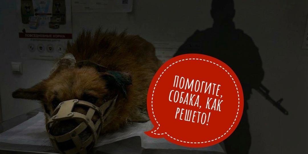 Расстреливают животных ради забавы?? Совсем ополоумели!!