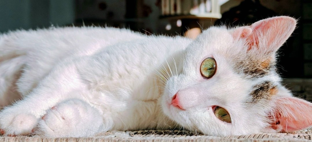 Мяу! Я — маленький пушистик, который мечтает о теплом углу