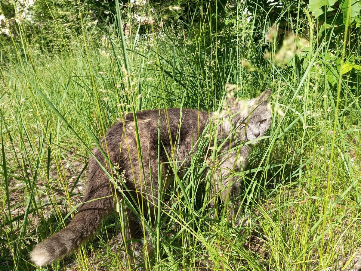 Муся, сестра Чипса.