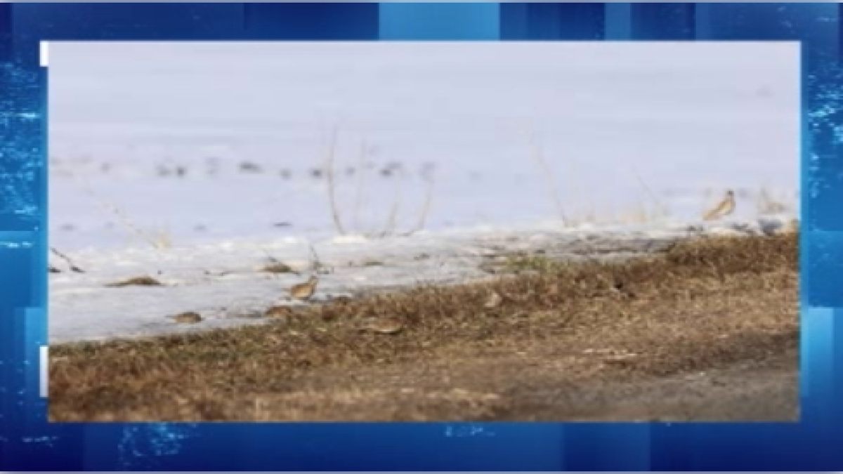    Жаворонки замечены в заповеднике имени Алехина