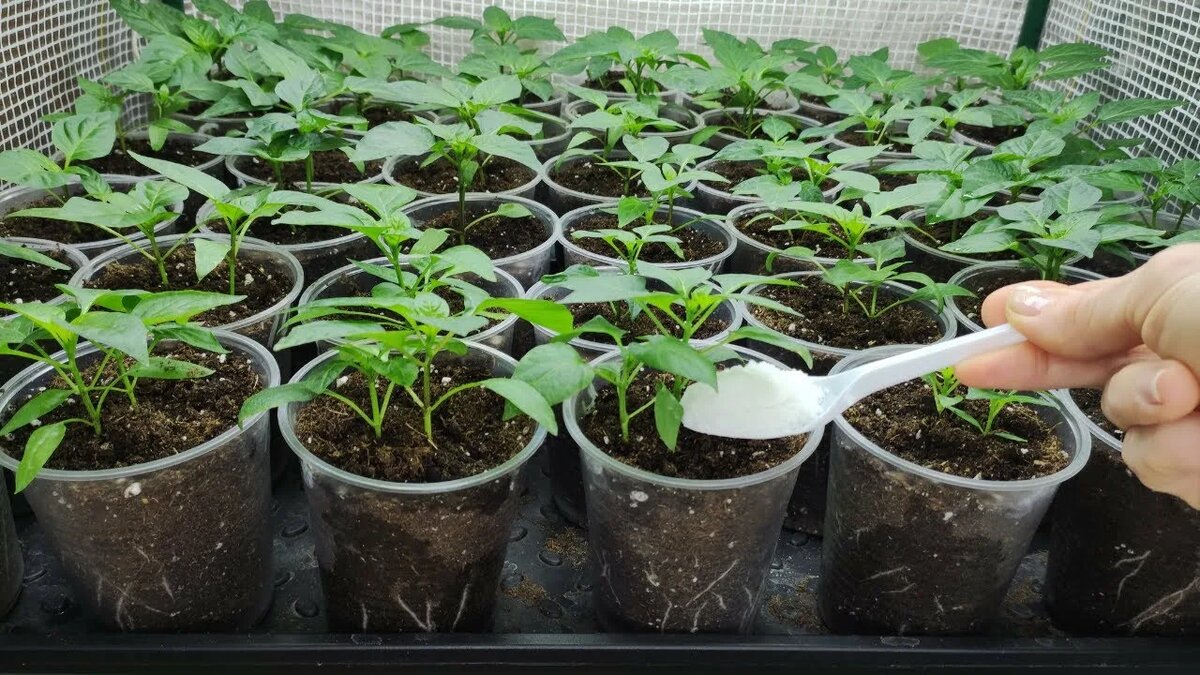 Фото: соцсети