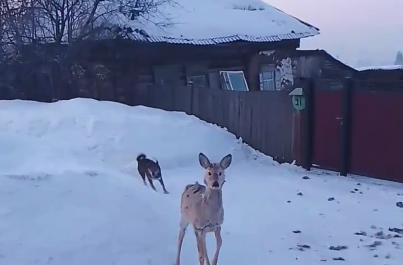 Судьба бродяг предрешена?