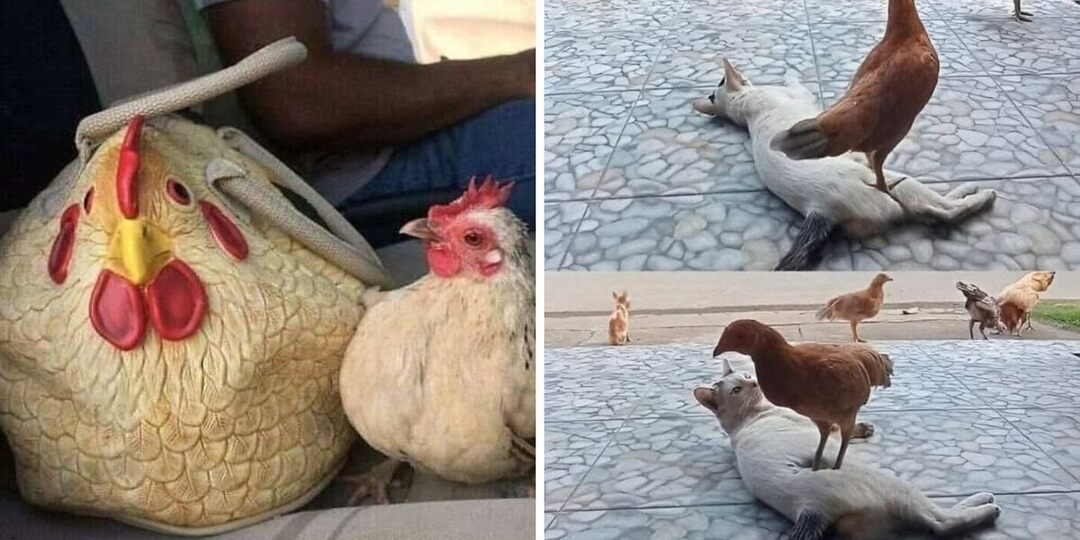 Важная наука: 16 неоспоримых доказательства того, что животные — это счастье