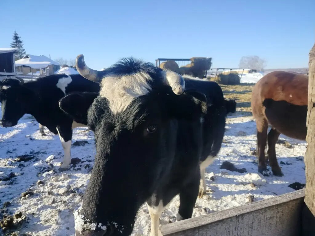    фото Наши Новости