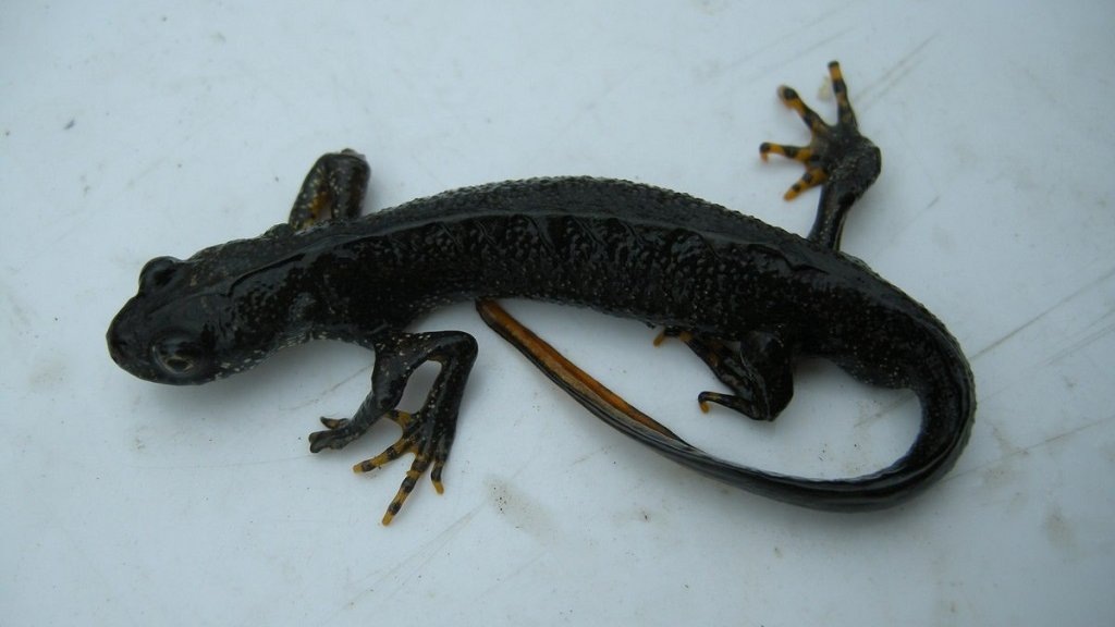    Уральский гребенчатый тритон со скелетной аномалией. Фото: Владимир Вершинин / УрФУ