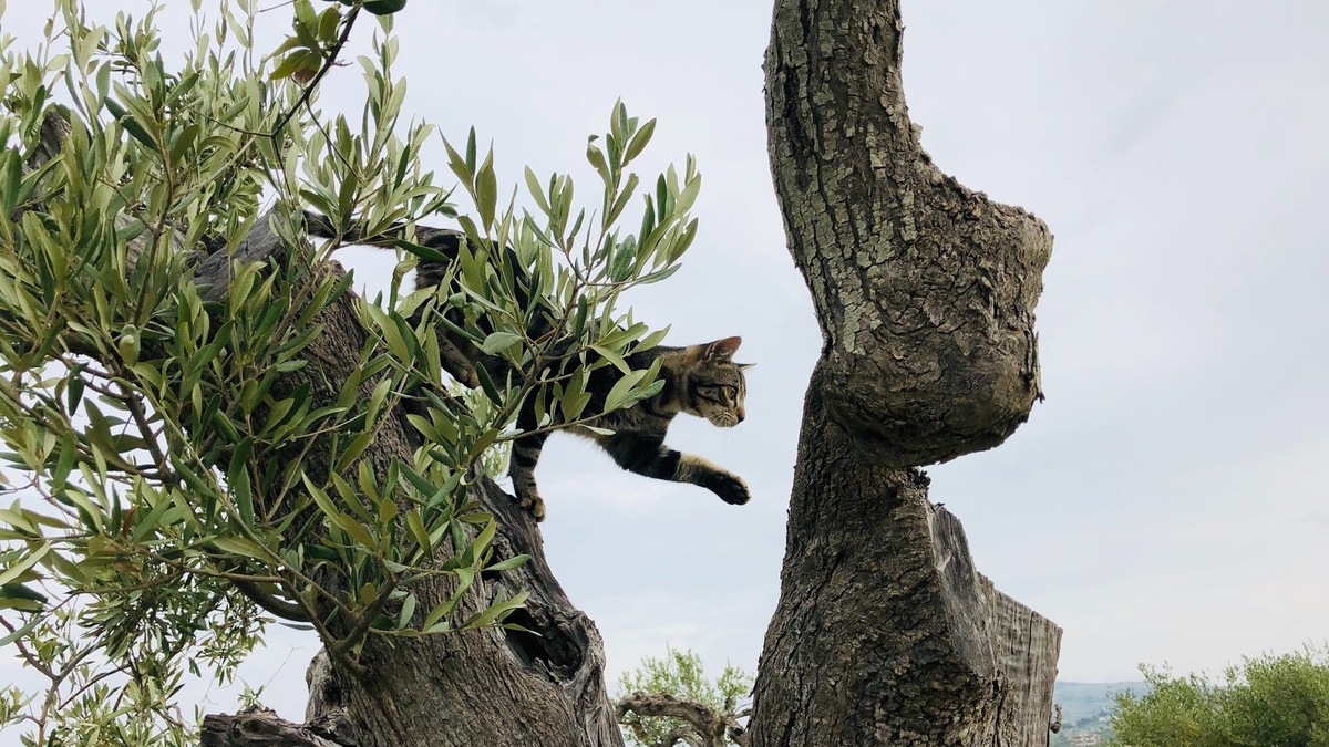    Страх перед наземной угрозой часто загоняет кошек на большую высоту