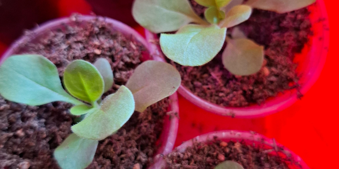 Почему не растёт рассада петунии: главные ошибки, которые совершают почти все.