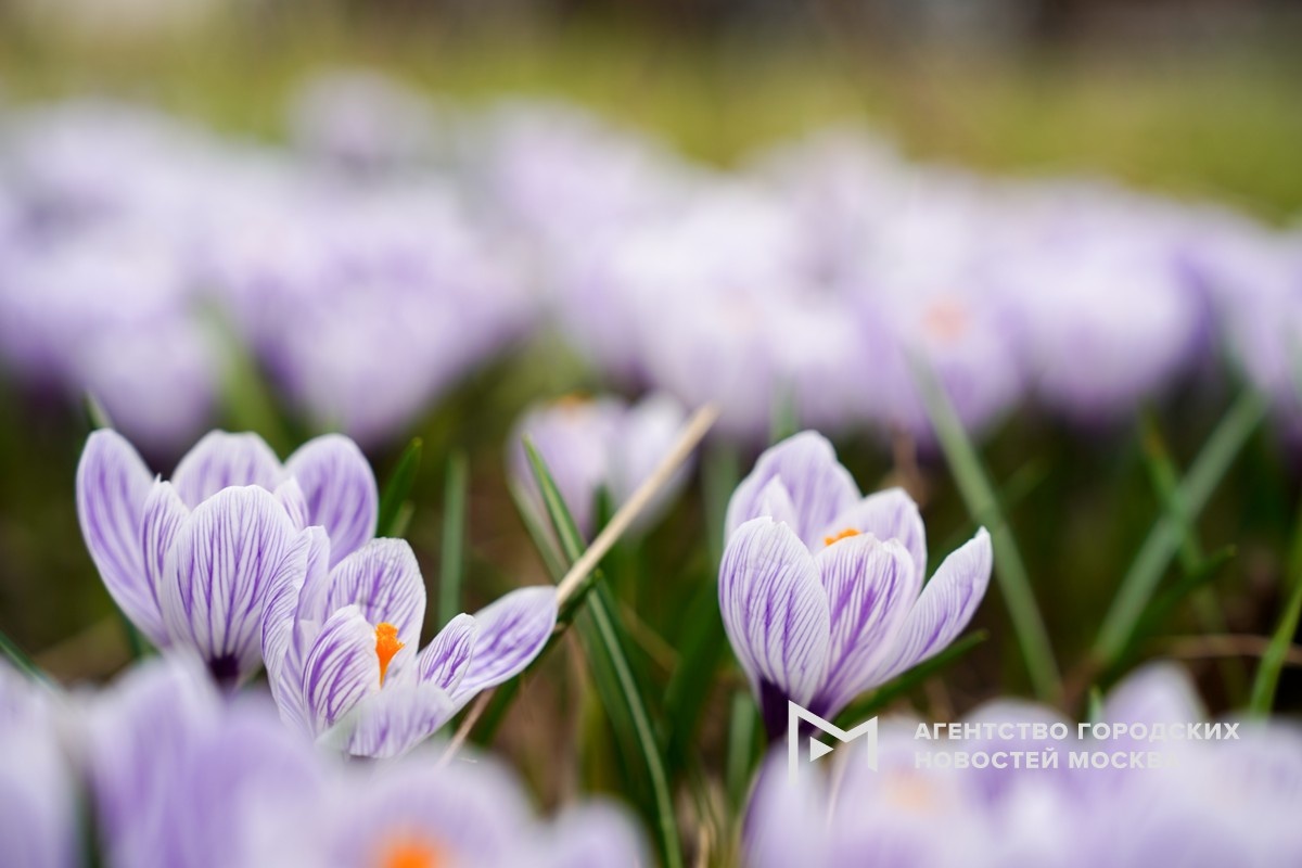 Фотограф: Александр Авилов