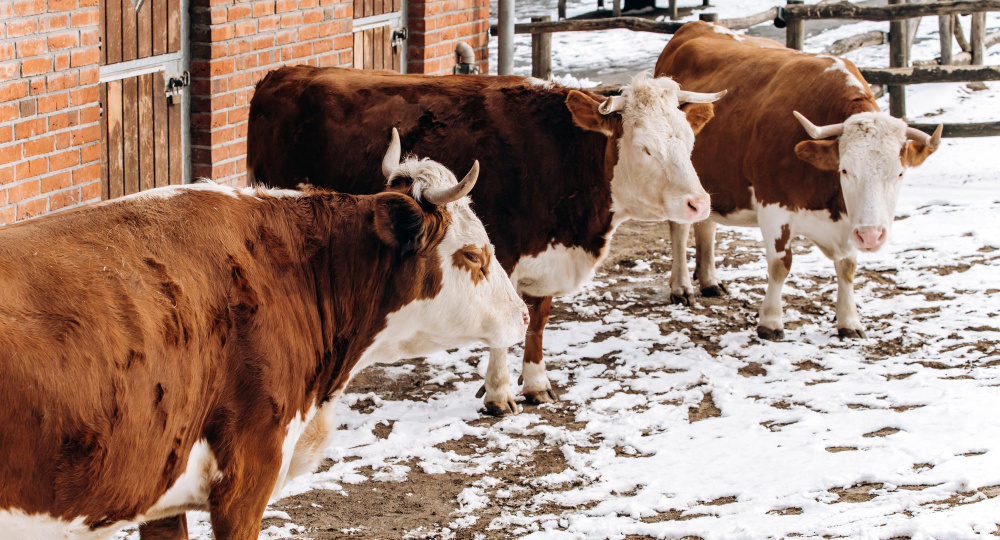 Почему при пастереллёзе уничтожают скот, если болезнь можно лечить