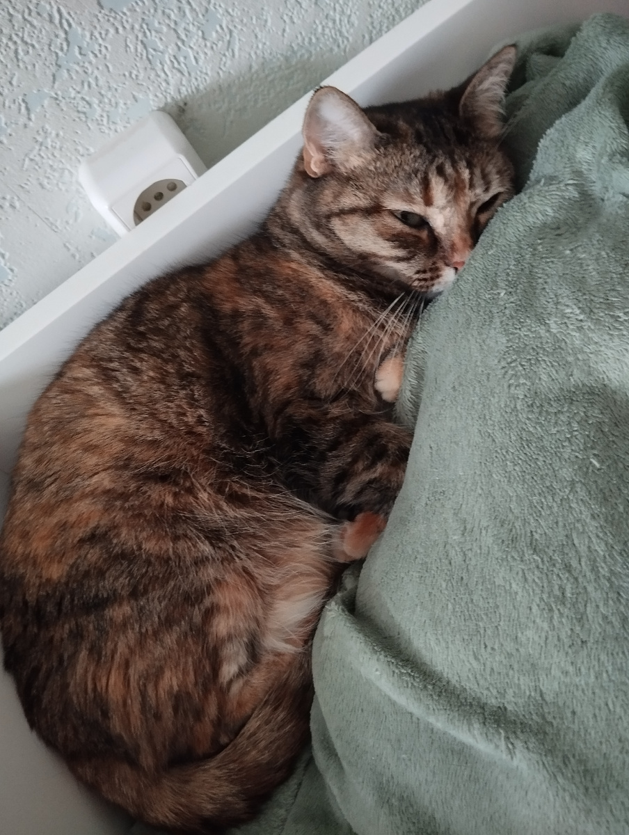 Кошки всегда высыпаются