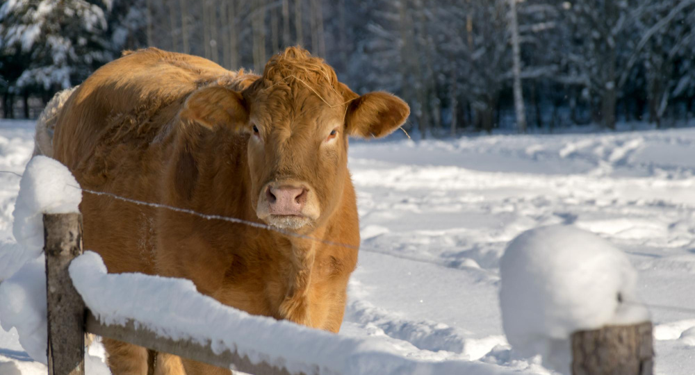 Почему вспыхнул пастереллез в Сибири: ветеринарный риск, который усилили морозы