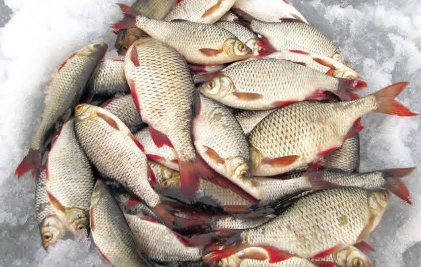 Последний лед: время охоты на красноперку!