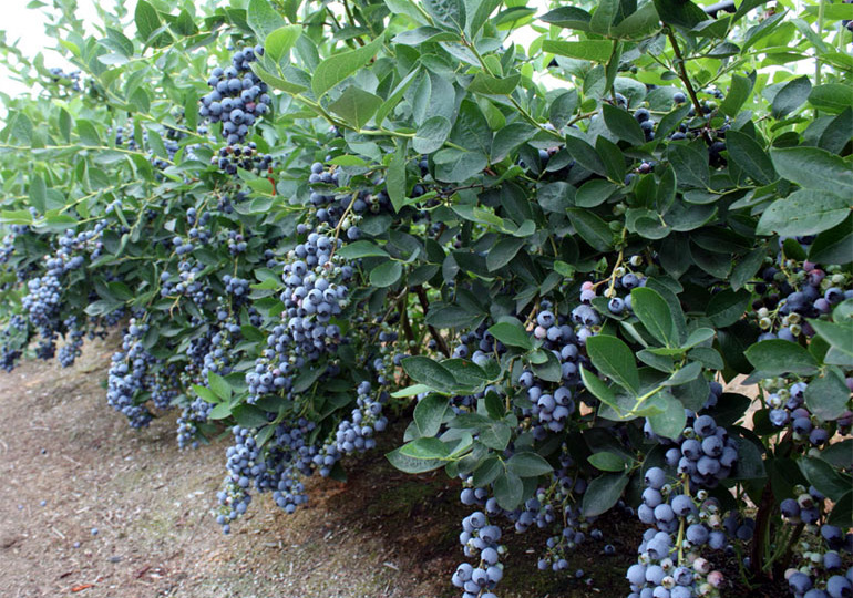 Голубика в саду: особенности посадки и ухода