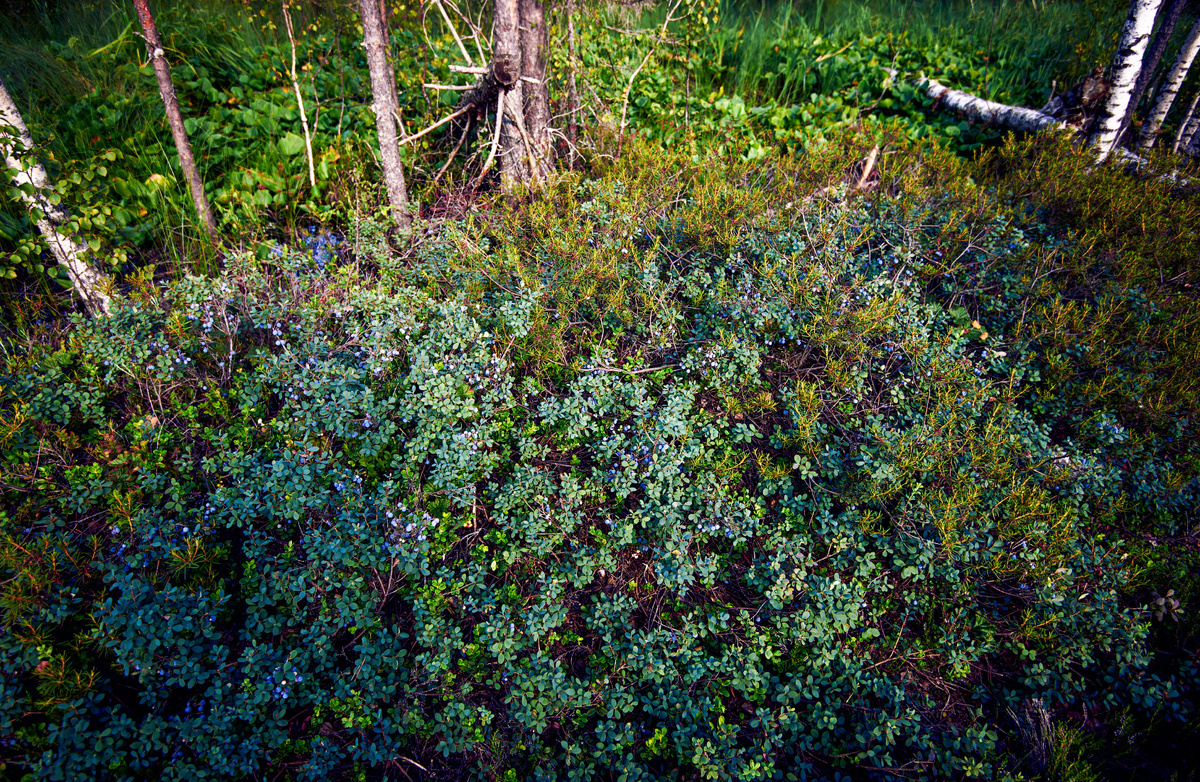 Голубика в естественной среде обитания
