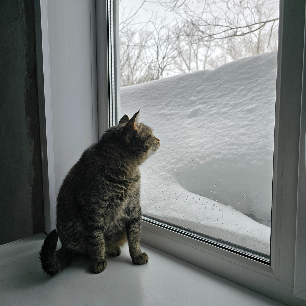 полосатая мечтательница созерцает зимнее утро