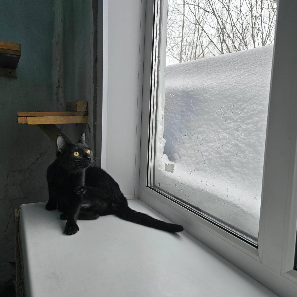 с золотыми глазами