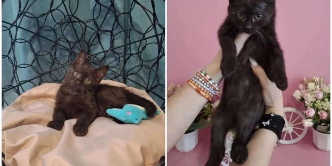 Умирал на морозе. Волонтёры рассказали, как спасают котёнка-инвалида