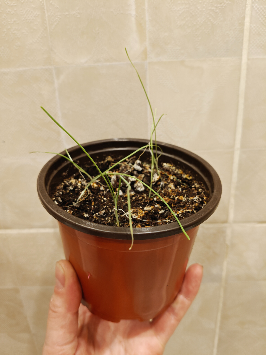 Лук Штутгартер ризен, посеяла семена 10.01.26.