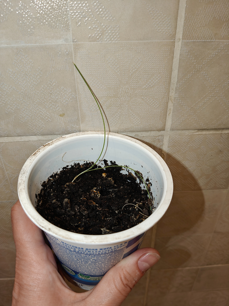 Лук репчатый Бессоновский местный. Посеяла 7.12.25.