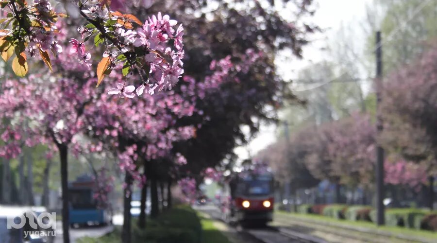    Цветение яблонь на улице Ставропольской в районе КубГУ Фото Марины Солошко, Юга.ру