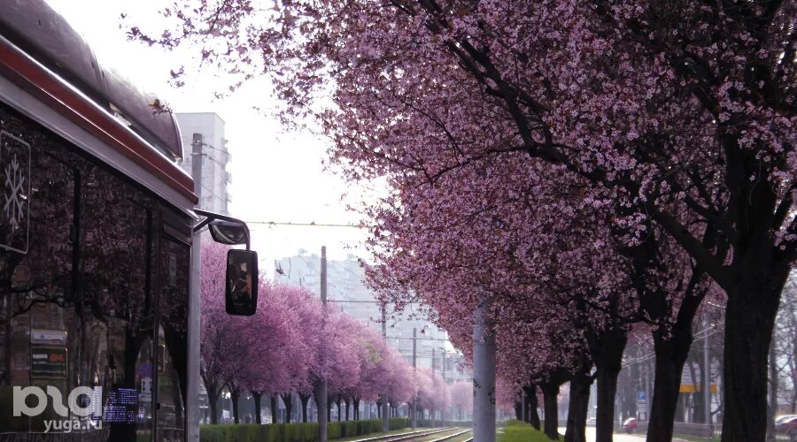     Цветение сливы «писсарди» на улице Ставропольской в Краснодаре Фото Марины Солошко, Юга.ру