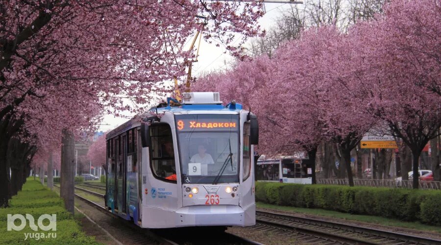     Цветение сливы «писсарди» на улице Ставропольской в Краснодаре Фото Марины Солошко, Юга.ру