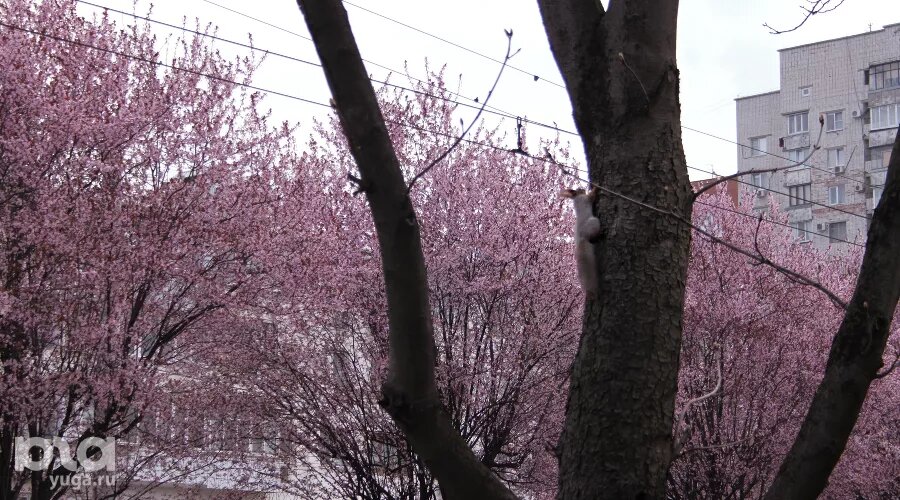     Цветение сливы «писсарди» на улице Ставропольской в Краснодаре Фото Марины Солошко, Юга.ру