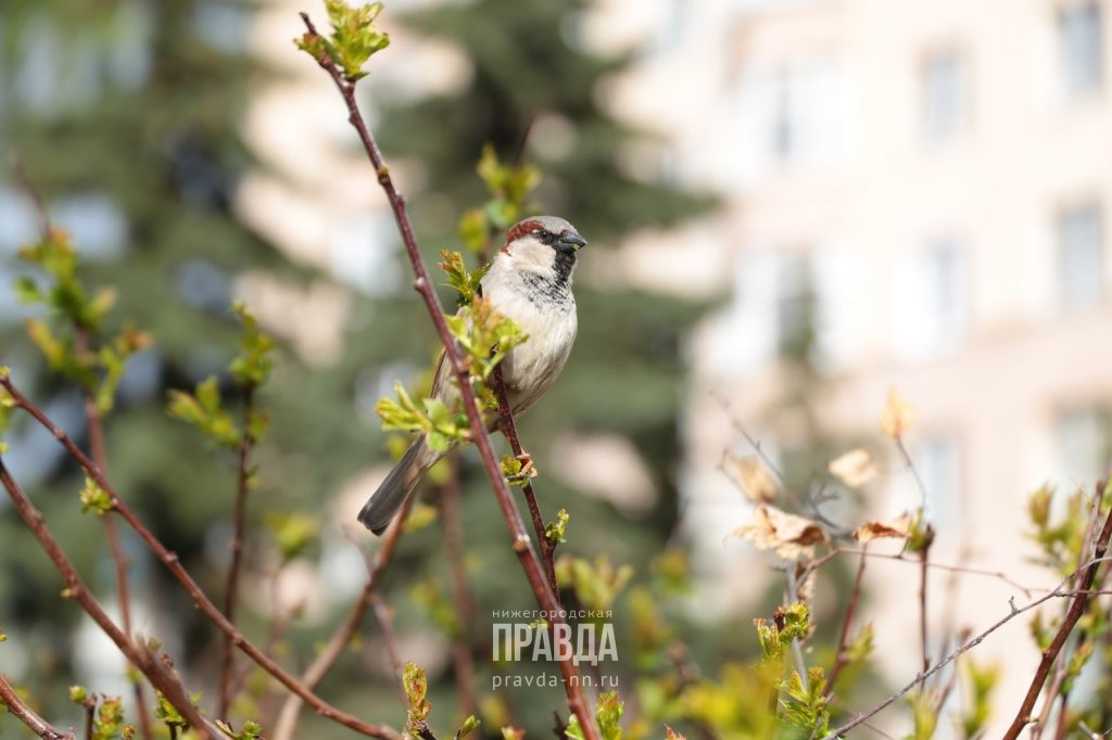    В ближайшие дни в области будет тепло и сухо