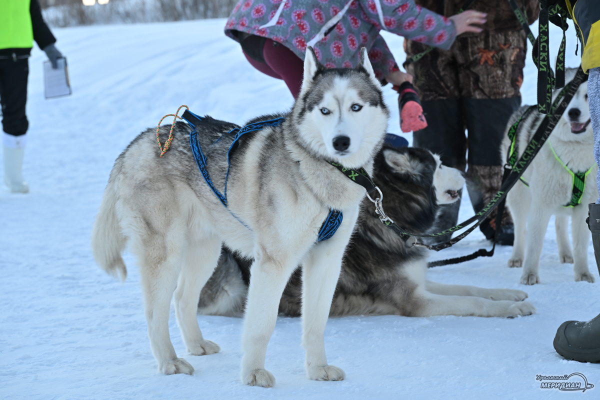    Фото: Анастасия Сибирякова © ИА «Уральский меридиан»