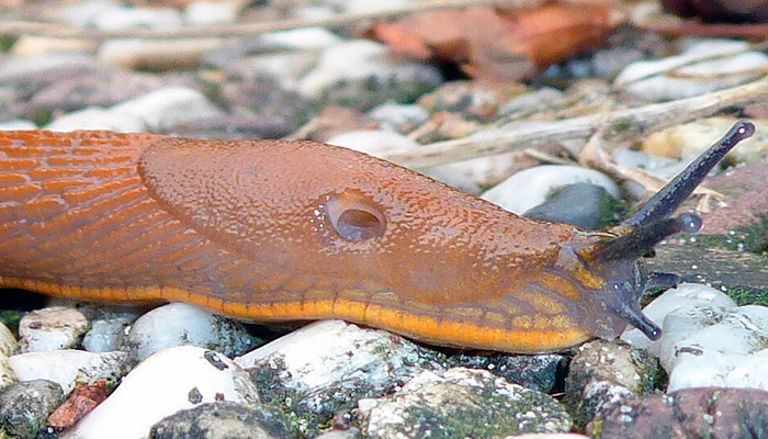 В этом году в России возможно нашествие гигантских испанских слизней (лат. Arion vulgaris). Фото: wikimedia.org