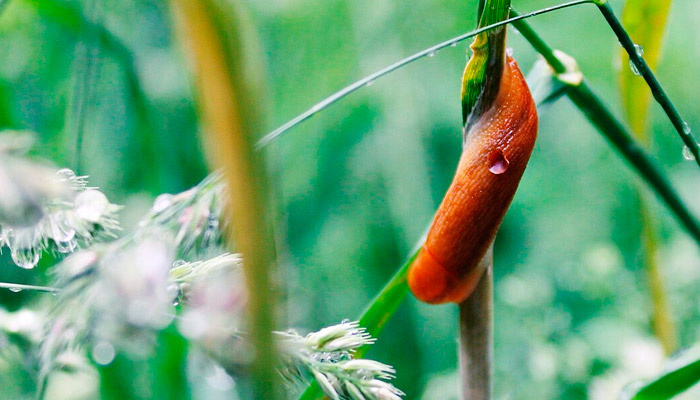 Снежная зима способствовала сохранению яиц слизней. Скоро они сктивизируются. Фото: wikimedia.org