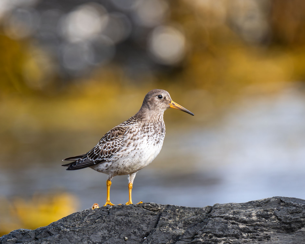 Травник на камне.