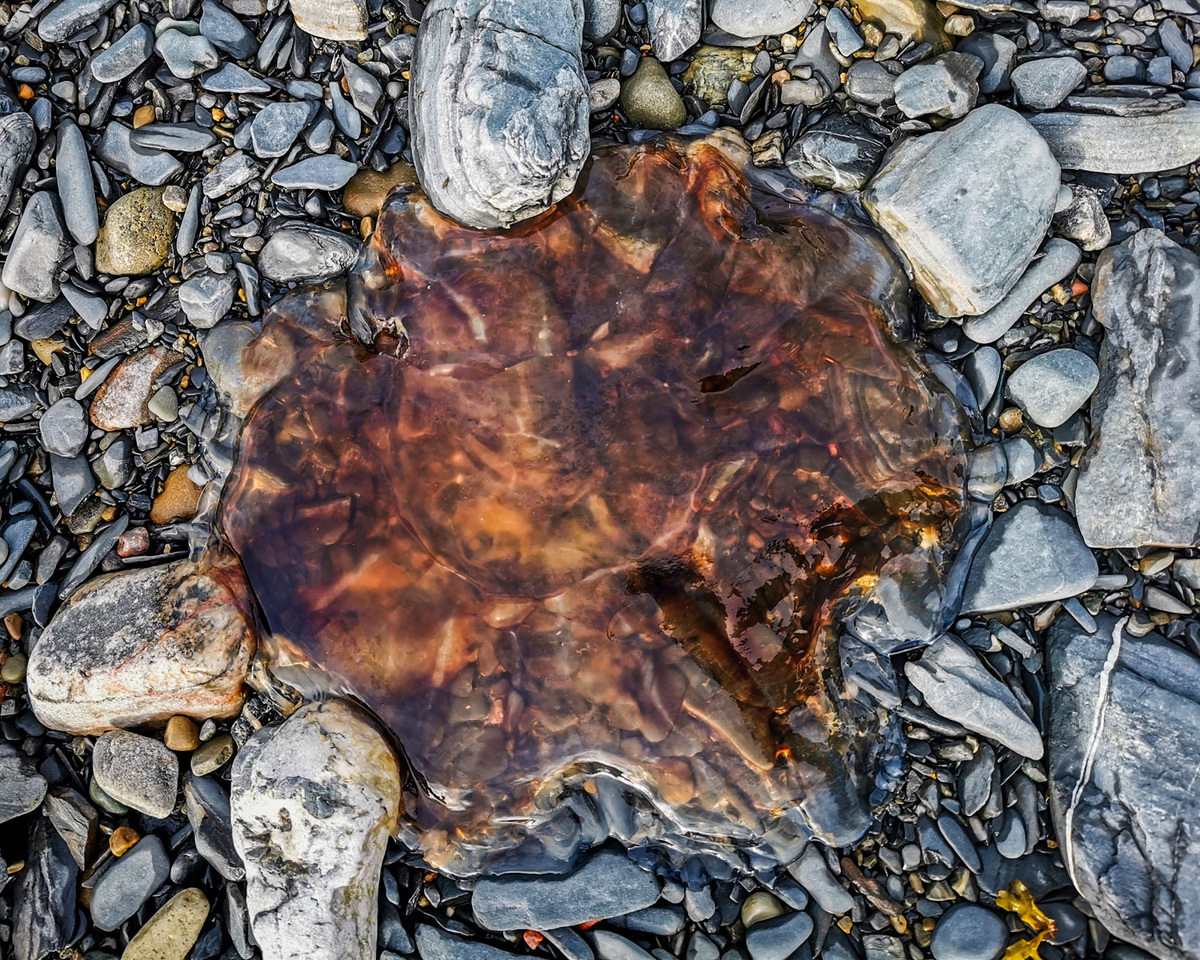 Студень медузы (снимок с телефона).