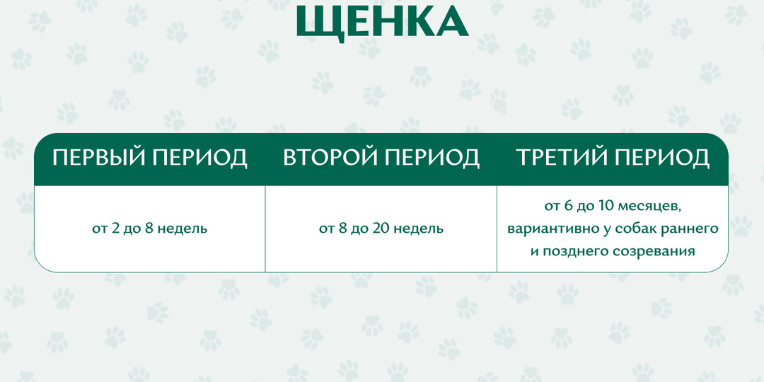 3 секретных периода взросления щенка