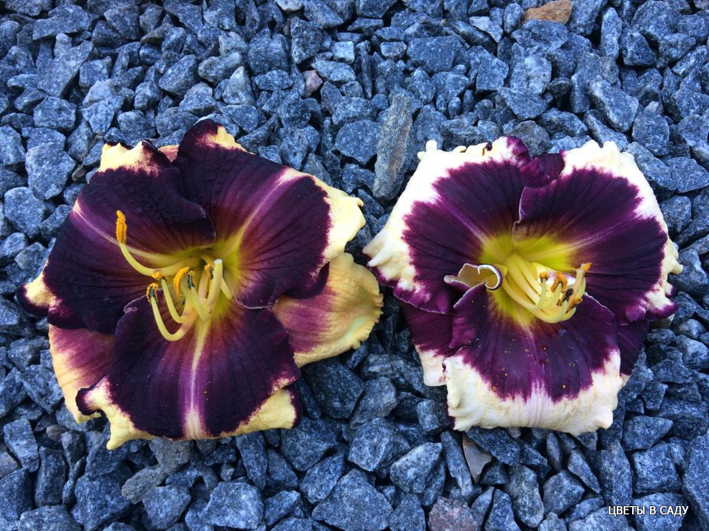 Лилейник слева - традиционно размноженный, справа - микроклонально размноженный. Фотография Галины Князевой