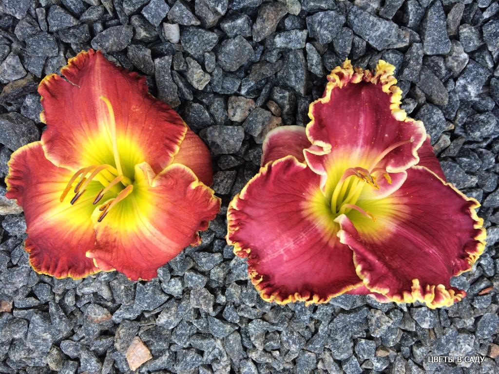 Лилейник слева - - микроклонально размноженный, справа - традиционно размноженный. Фотография Галины Князевой