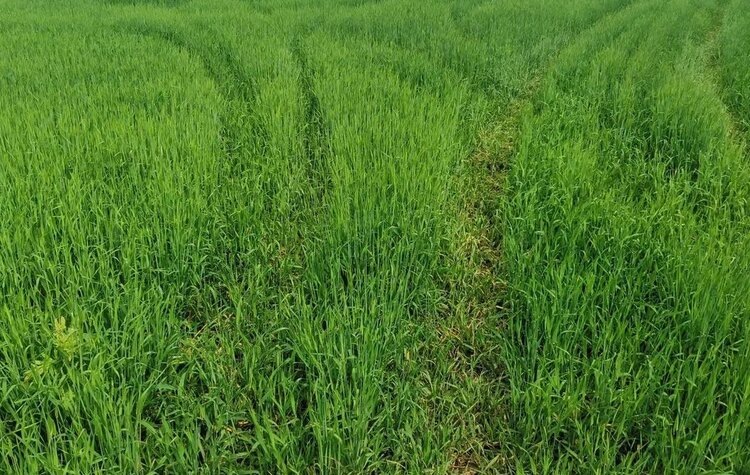    Фото: Лукьянов Дмитрий, AgroXXI.ru