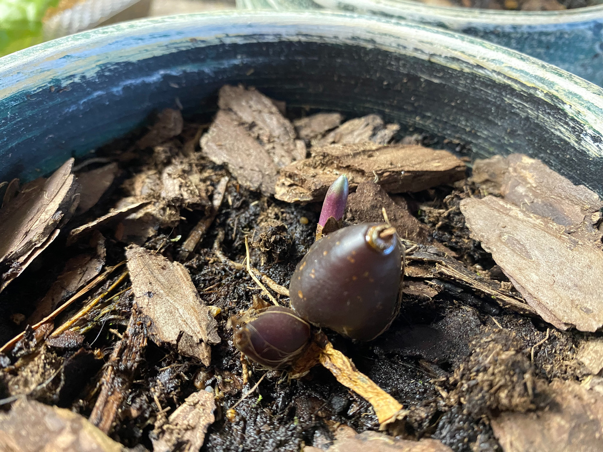 Орхидея плейоне Тонгариро выпустила цветонос, фото автора