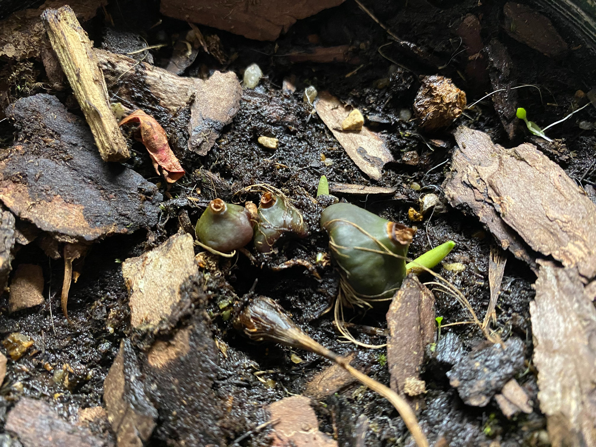 Орхидея плейоне Формозана пустила побеги, фото автора